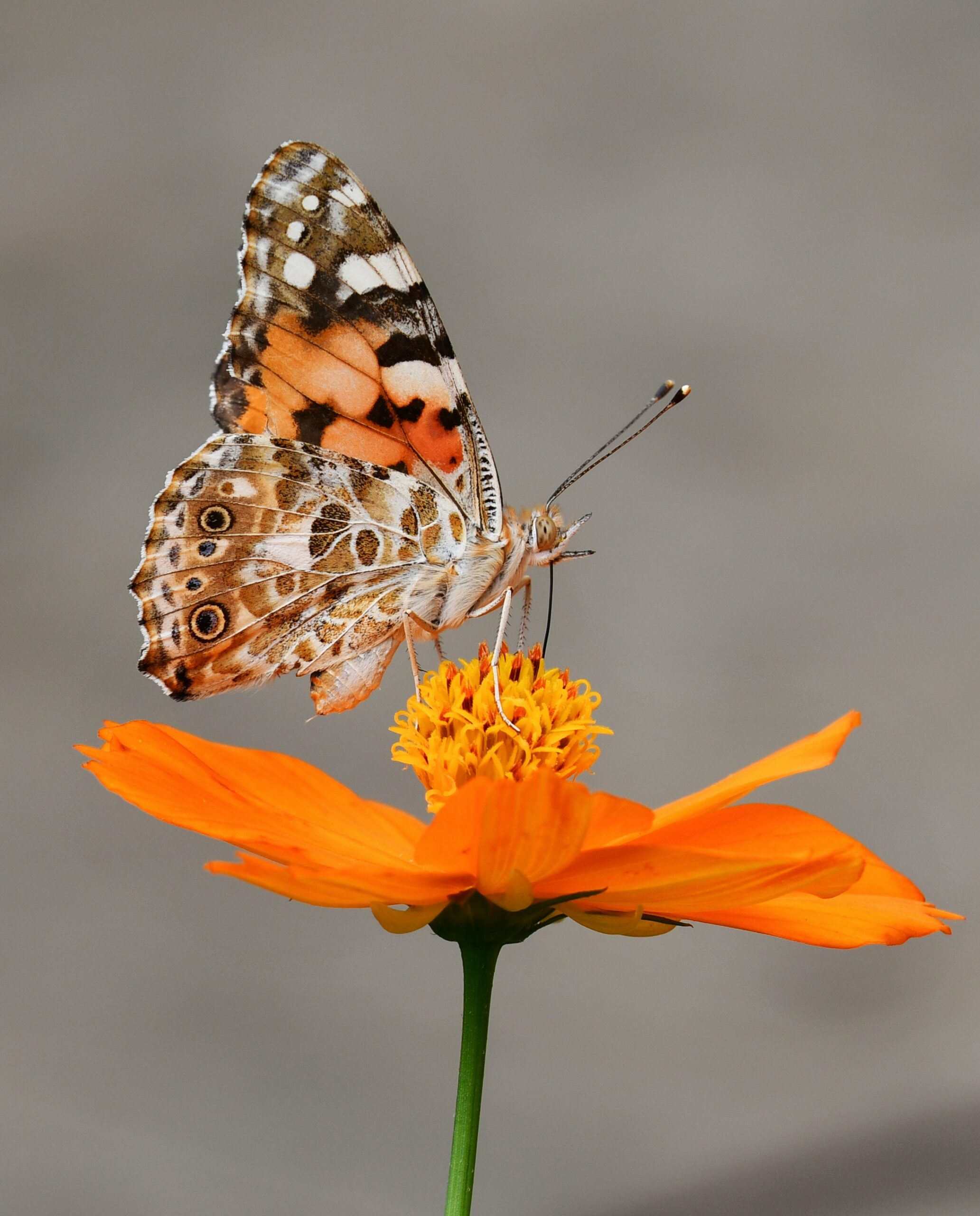 Schmetterling2